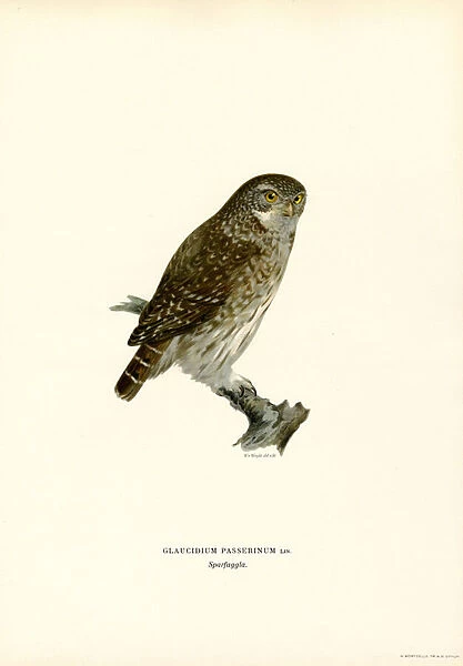 Pygmy Owl (colour litho)