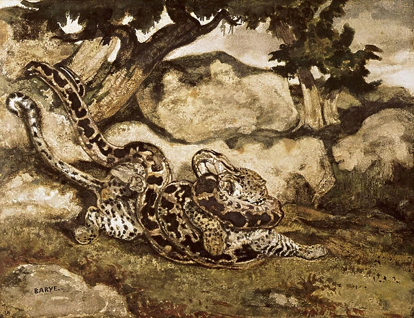 A Python Killing a Tiger (w  /  c & gouache on paper)