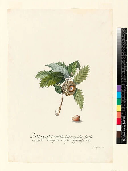 Quercus Orientalis, 1742 (w  /  c and bodycolour on vellum)