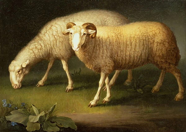 A Ram and Sheep (oil on canvas)