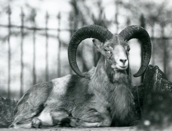 A Ram sitting at London Zoo, 1925 (b  /  w photo)