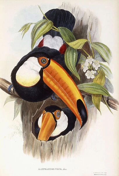 Ramphastos Toco (Common or Toco Toucan), 1852-1854 (hand-coloured lithograph)