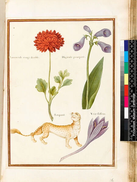 Ranunculus, Foxglove, Meadow Saffron and a Leopard (w  /  c & gouache on vellum)