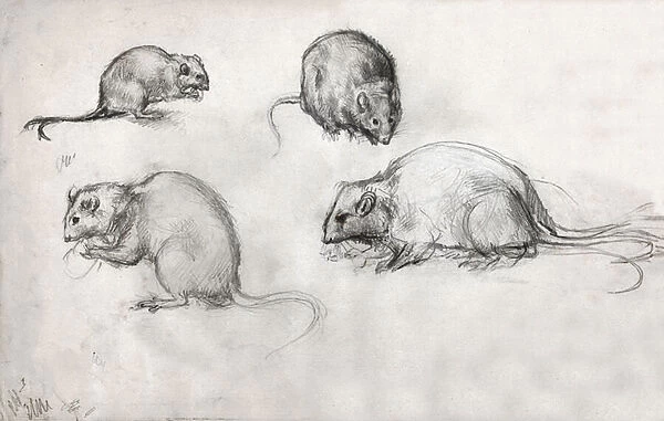 Rat studies. (drawing, circa 1870)