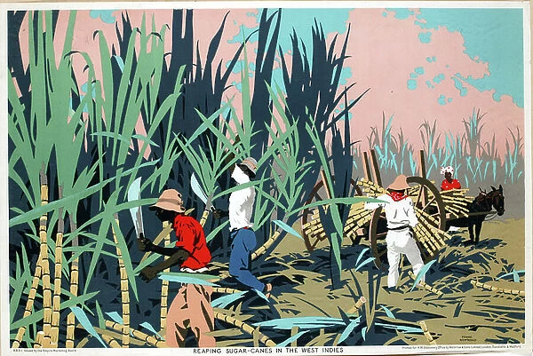 Reaping Sugar Canes in the West Indies (colour litho)