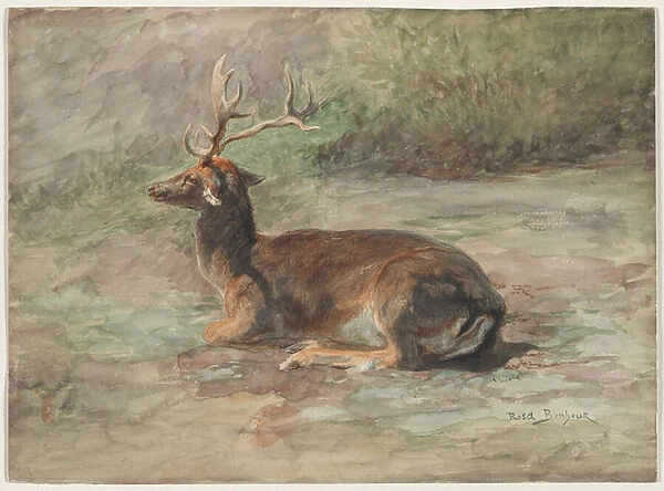 Recumbent Stag, second half 19th century (w  /  c and gouache over graphite)
