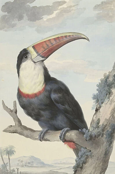 Red-billed Toucan, 1748 (watercolour)