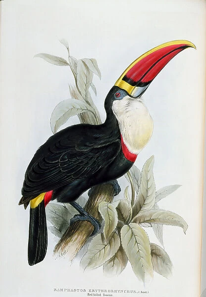 Red-Billed Toucan, from A Monograph of the Ramphastidae, or Family of Toucans