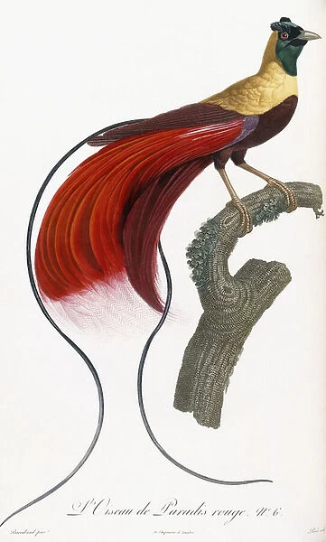 Red Bird of Paradise (No. 6), 1801-1806 (engraved plate printed in colours