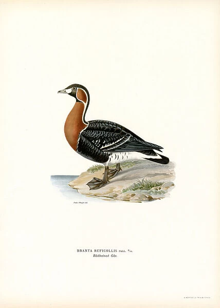 Red-breasted Goose (colour litho)