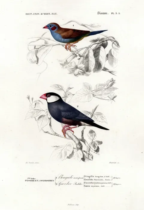 Framed Print : Red-cheeked Cordonbleu and Java Sparrow (print)