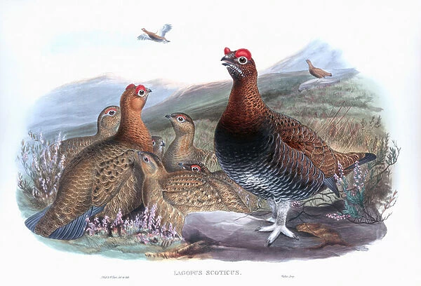 Red Grouse Lagopus lagopus scotica, 1873 (lithograph)