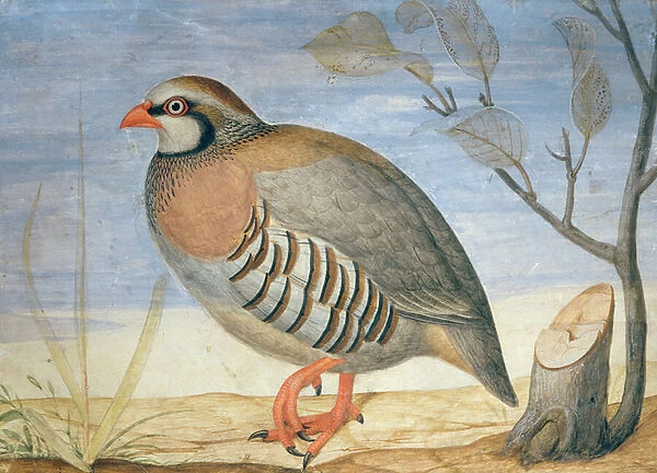 A Red Legged Partridge (gouache on vellum)