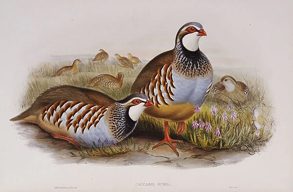 Red-legged Partridges, 1862-73 (colour litho)