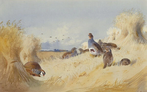 A Red Legged Patridge and a Covey of Grey Patridges by Corn Stooks (pencil and w  /  c)