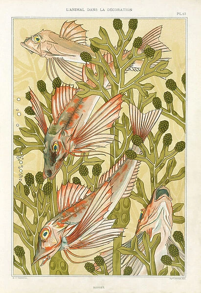 Red Mullet, from L Animal dans la Decoration by Maurice Pillard Verneuil, pub. 1897 (colour lithograph)