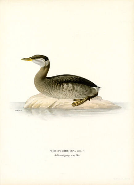 Red-necked Grebe (colour litho)