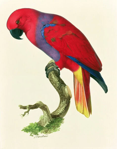 Red Parrot (w  /  c and gouache)