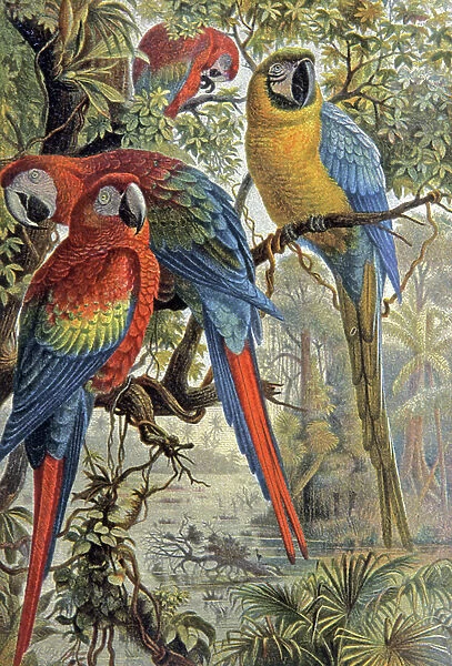 Red parrots, c. 1910 (illustration)