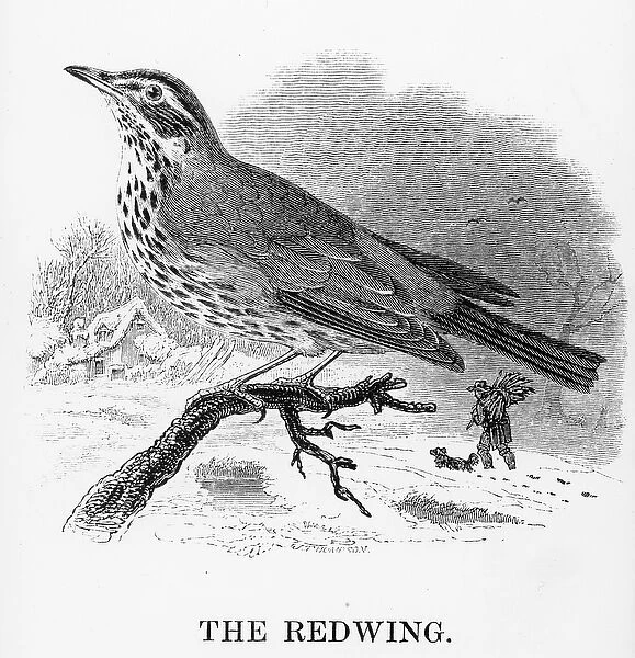 The Redwing, illustration from A History of British Birds by William Yarrell