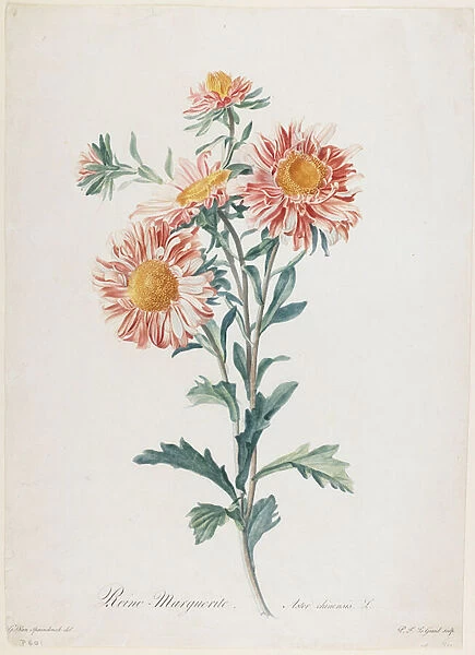 Reine-Marguerite, from Fleurs Dessinees d apres Nature, c