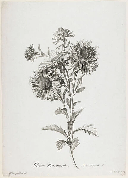 Reine-Marguerite, from Fleurs Dessinees d apres Nature, c. 1800 (stipple engraving)