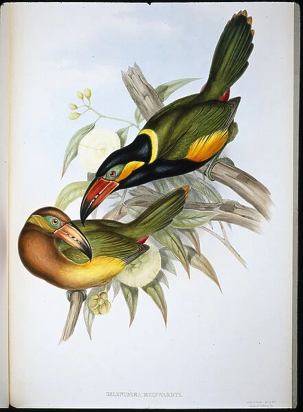 Reinwardts Toucan (Selenidera Reinwardti) (hand-coloured litho)
