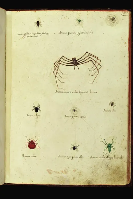 Framed Print : Representation of different types of araignees. Illustrated chart of a manuscript of Natural History by Ulisse Aldrovandi (1522-1605) on insects, Ulisse Aldrovandi fonds, University Library of Bologna, ed. 1603