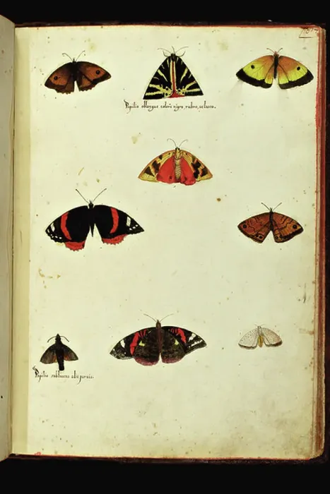 Framed Print : Representation of different types of butterflies. Illustrated chart of a manuscript of Natural History by Ulisse Aldrovandi (1522-1605) on insects, Ulisse Aldrovandi fonds, University Library of Bologna, ed. 1603 Framed Print : Representation of different types of butterflies. Illustrated chart of a manuscript of Natural History by Ulisse Aldrovandi (1522-1605) on insects, Ulisse Aldrovandi fonds, University Library of Bologna, ed. 1603