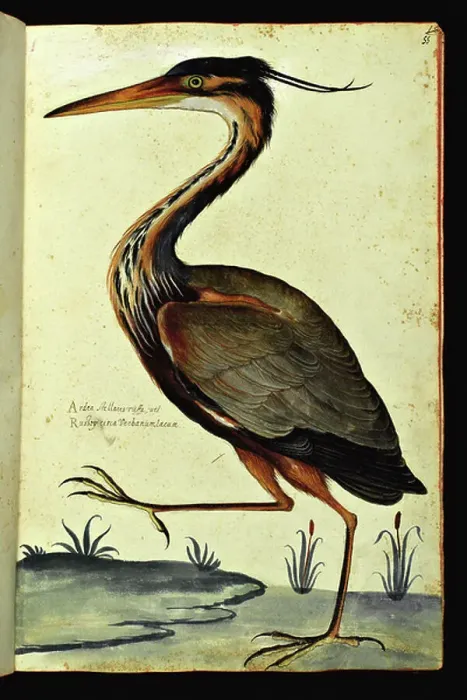 Framed Print : Representation of a heron. Illustrated chart of a manuscript of Natural History by Ulisse Aldrovandi (1522-1605) on animals, Ulisse Aldrovandi fonds, University Library of Bologna, ed. 1603
