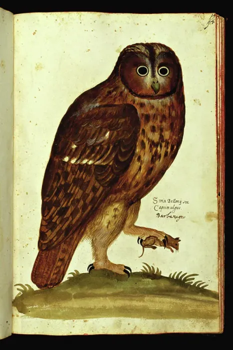 Framed Print : Representation of an owl. Illustrated chart of a manuscript of Natural History by Ulisse Aldrovandi (1522-1605) on birds, Ulisse Aldrovandi fonds, University Library of Bologna, ed. 1603