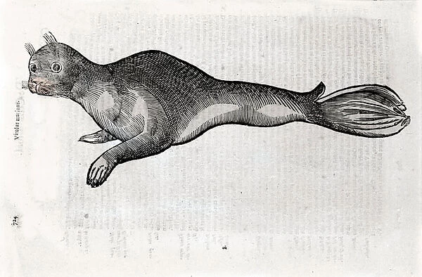 Representation of a seal Plate illustrated from a manuscript of Natural History by Ulisse