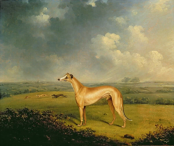 Reverend Henry Bate Dudleys Greyhound The Miller, 1799 (oil on canvas)