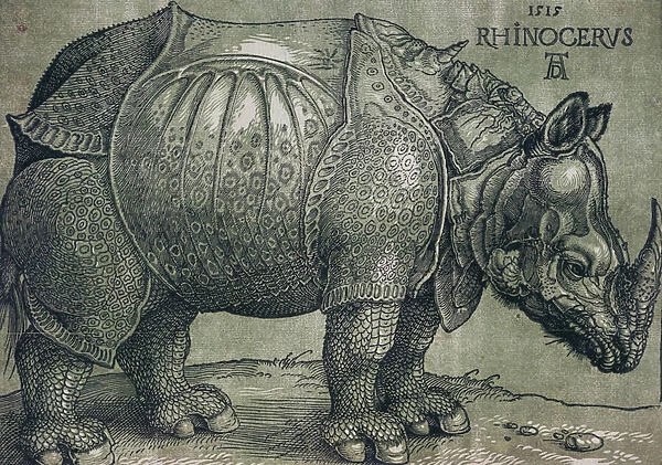 The Rhinoceros, 1515 (woodcut from two blocks)