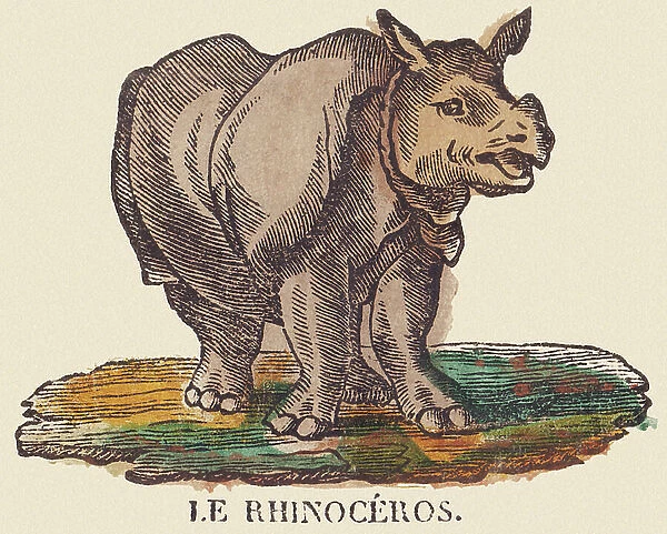 The rhinoceros, c.1840-1852 (lithograph)