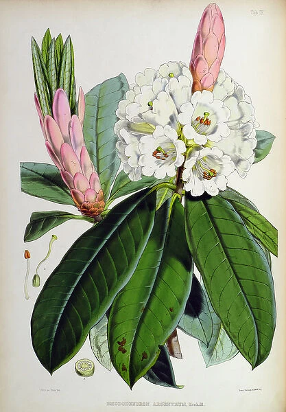 Rhododendron: Argenteum, lithograph by Walter Hood Fitch (1817-92)