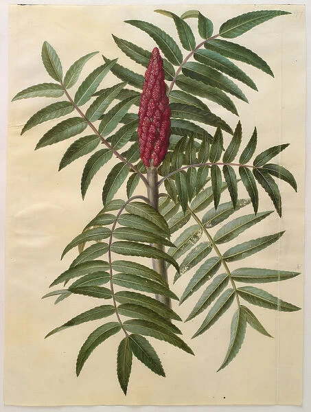 Rhus typhina from the album Gottorfer Codex, c. 1650 (gouache on parchment)