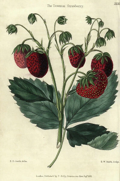 Ripe red fruit and leaves of the Downton Strawberry, Fragaria x ananassa