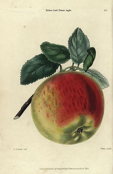Ripe scarlet fruit and leaves of Kirke's Lord Nelson apple, Malus domestica