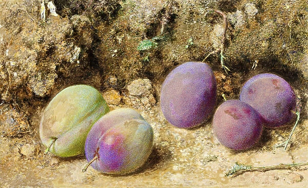 Ripe and Unripe Plums, c. 1860 (w  /  c on card)