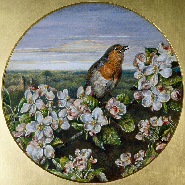 A Robin Among Blossom, 1863 (w  /  c and body colour)