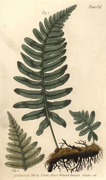 Rockcap fern or polypody, Polypodium vulgare, Filices. Handcoloured copperplate engraving by F. Sansom of a botanical illustration by Sydenham Edwards for William Curtis Lectures on Botany, as delivered in the Botanic Garden at Lambeth, 1805