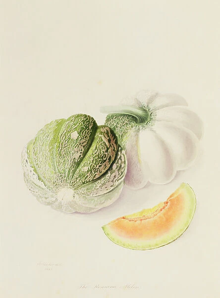 The Romana Melon, 1818 (w  /  c on paper)