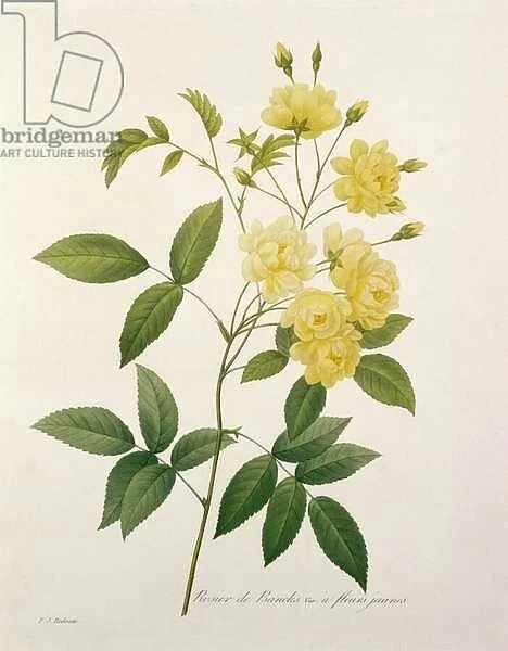Rosa banksiae (Bankss rose), from Choix des Plus Belles Fleurs