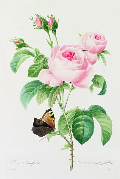 Rosa Centifola (coloured engraving)