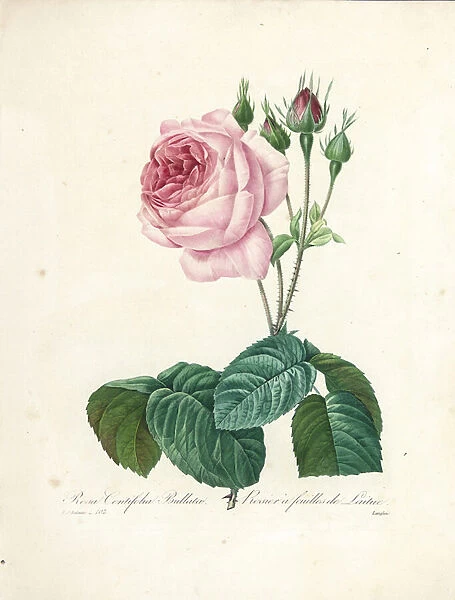 Rosa Centifolia Bullata, engraved by Langlois, from