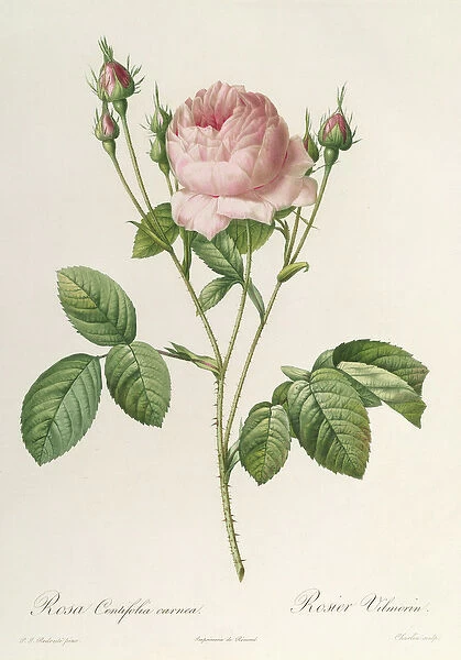 Rosa Centifolia Carnea, from Les Roses, 19th century (coloured engraving)