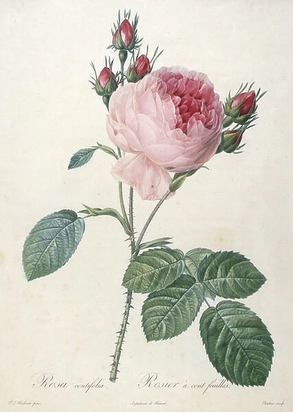 Rosa centrifolia, Rosier a cent feuilles, engraved by Couten, from Les Roses