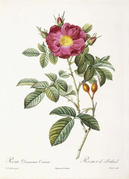 Rosa Damascena Coccina (Portland rose), 1817-1824 (stipple-engraving printed in colours
