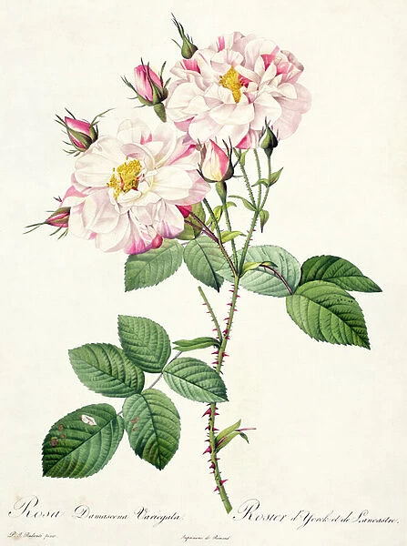 Rosa damascena variegata (York and Lancaster rose), engraved by Bessin